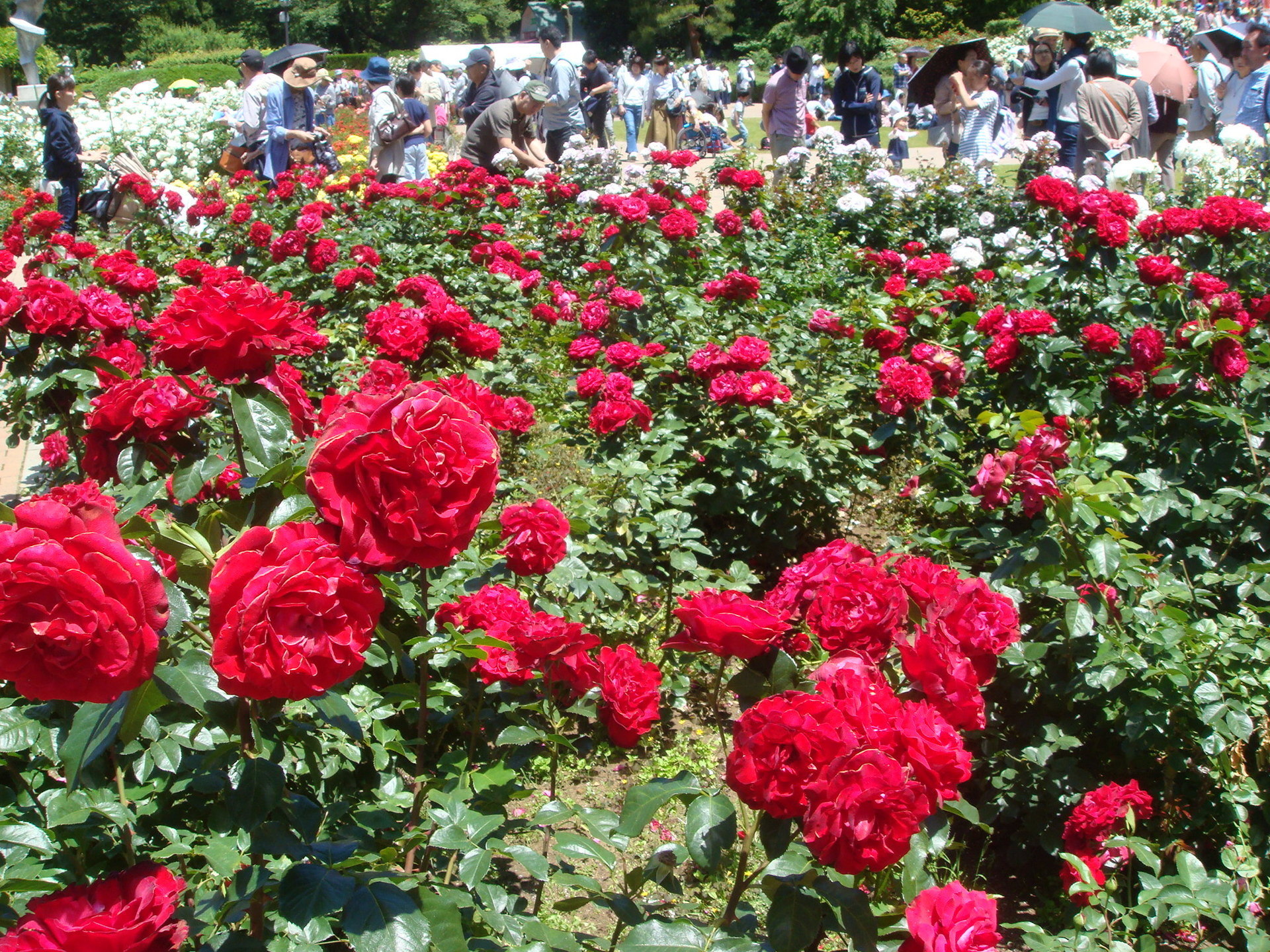 神代植物公園 バラフェスタ 小川村塾ブログ